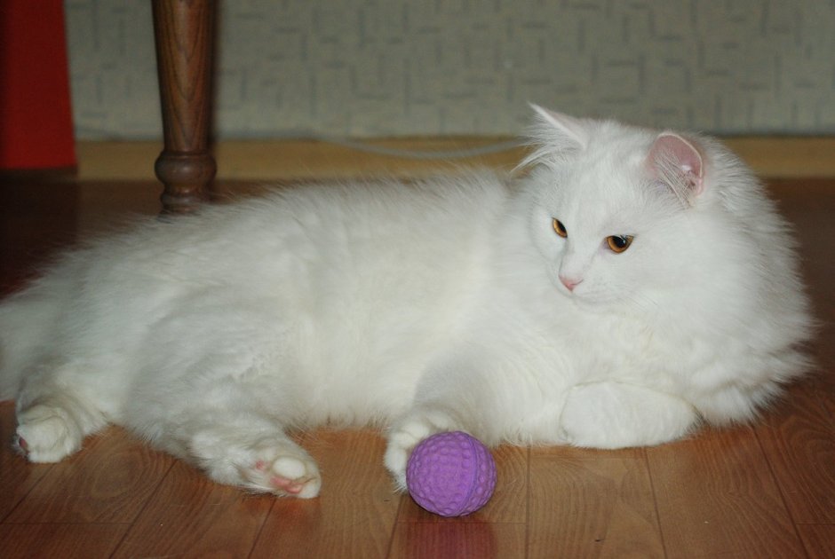 Британская длинношёрстная кошка белая