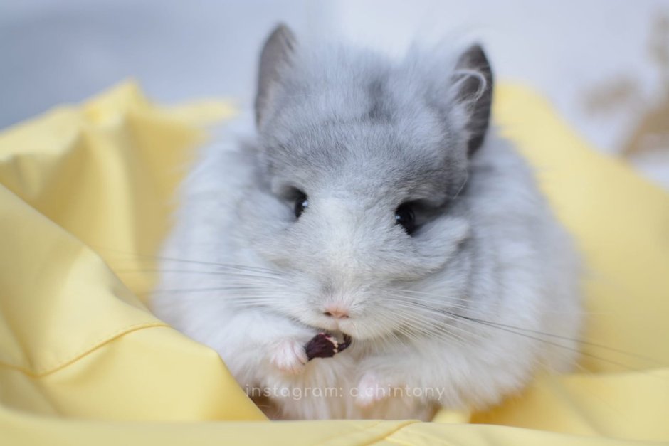 Шиншилла показывает 3 пальца