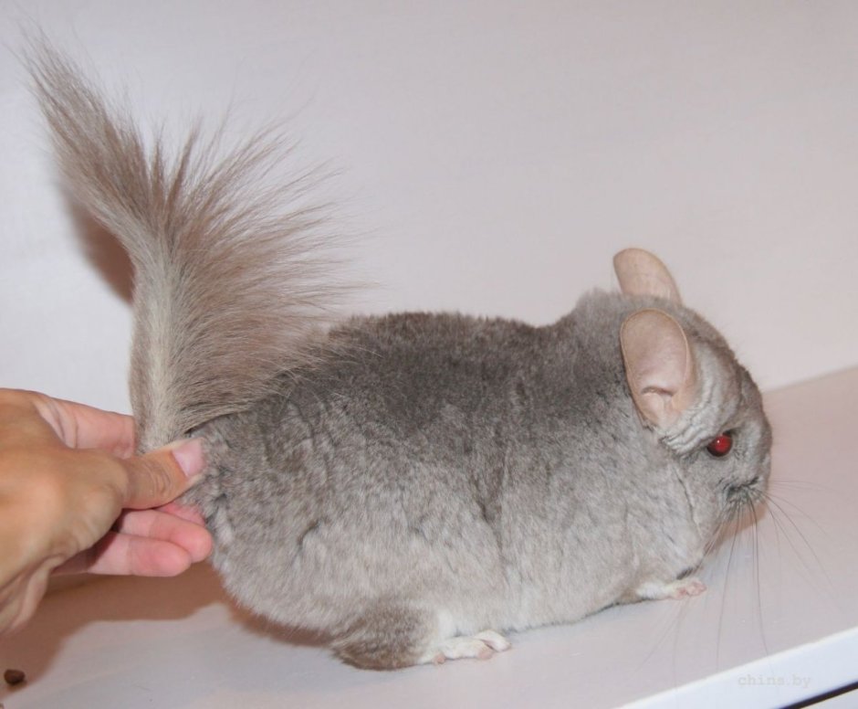 Бриллиантовая шиншилла