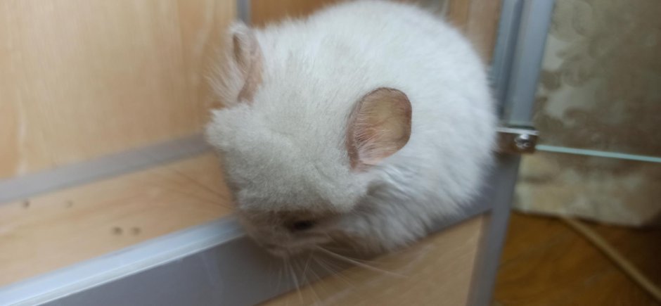 Шиншилла бело розовая ангора