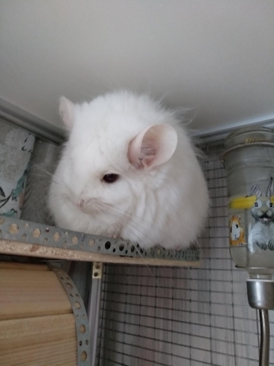 Ангорская шиншилла