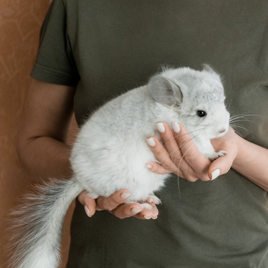 Ангорская шиншилла