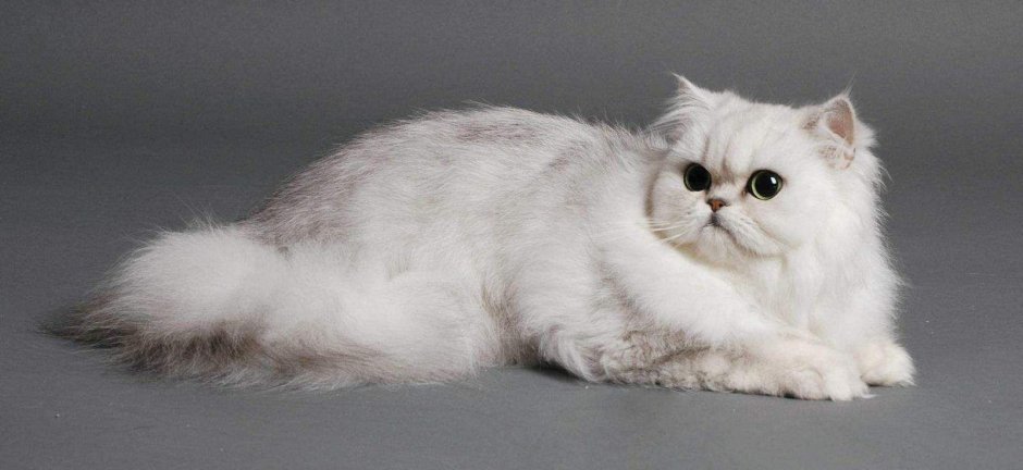 Шиншилла кошка