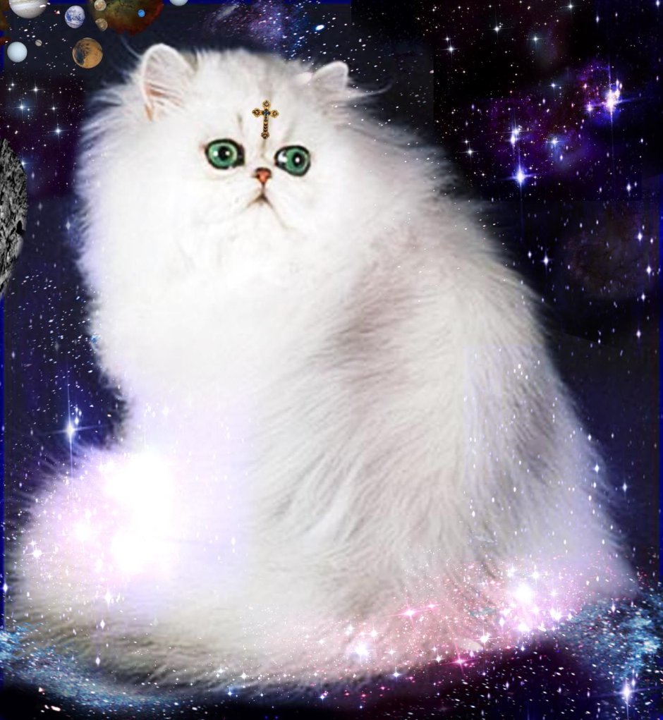 Сильвер кошка перс шиншилла