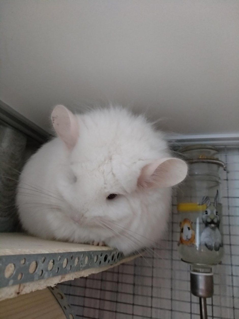 Шиншилла ангорка