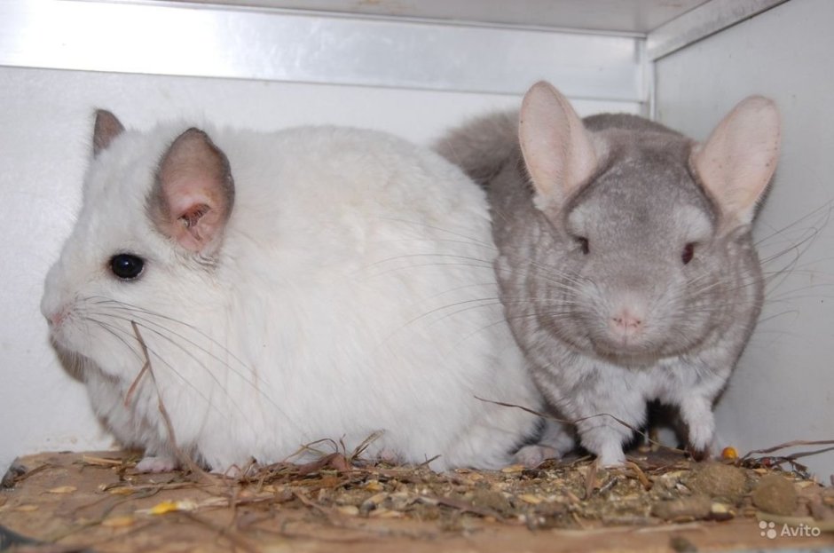 Пастелька светлая шиншилл