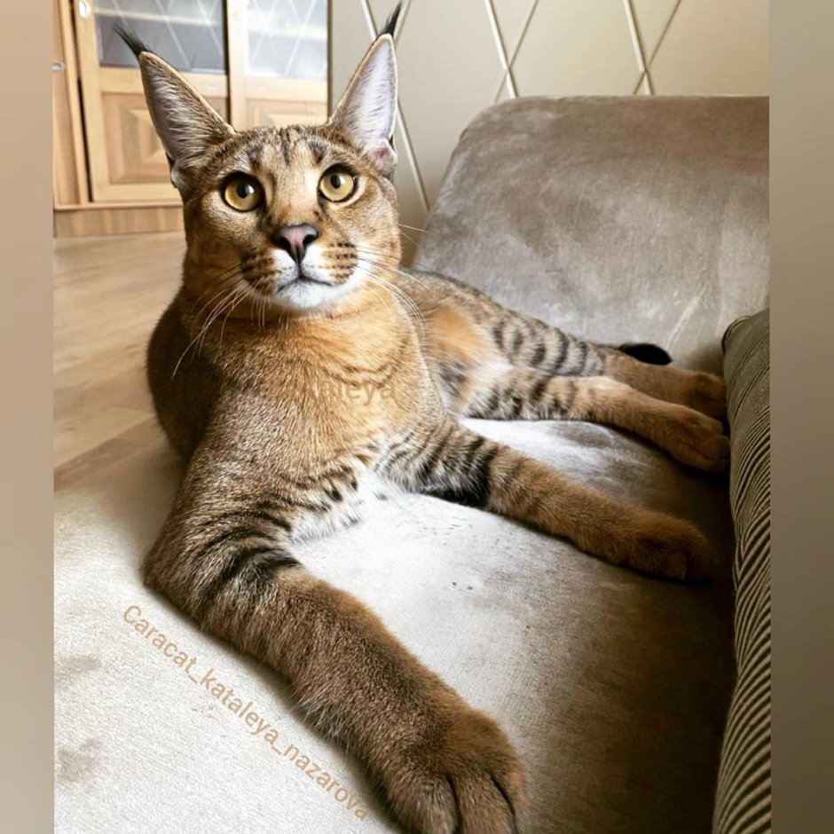 Каракал и каракет