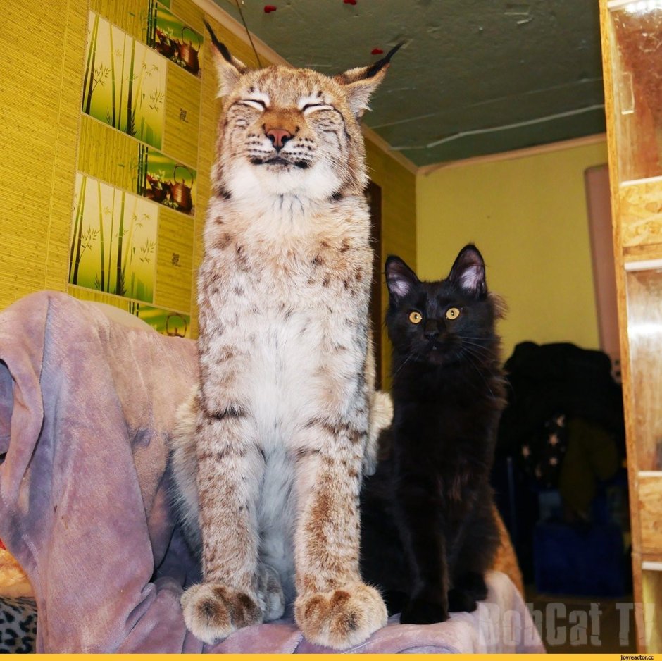 Рысь породы Мейн кун