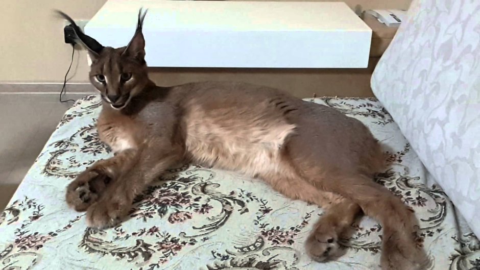 Каракал и Мейн кун