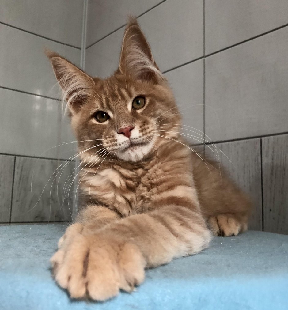 Кот Рысь Мейн кун