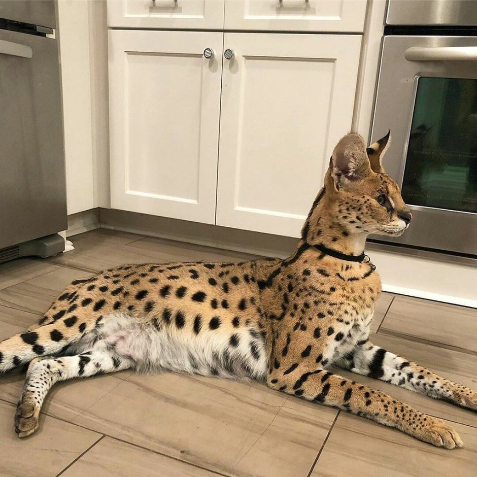 Кошка породы сервал домашняя