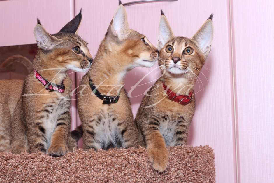 Чаузи, Саванна, каракал