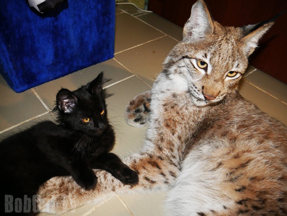 Смесь рыси и Мейн куна