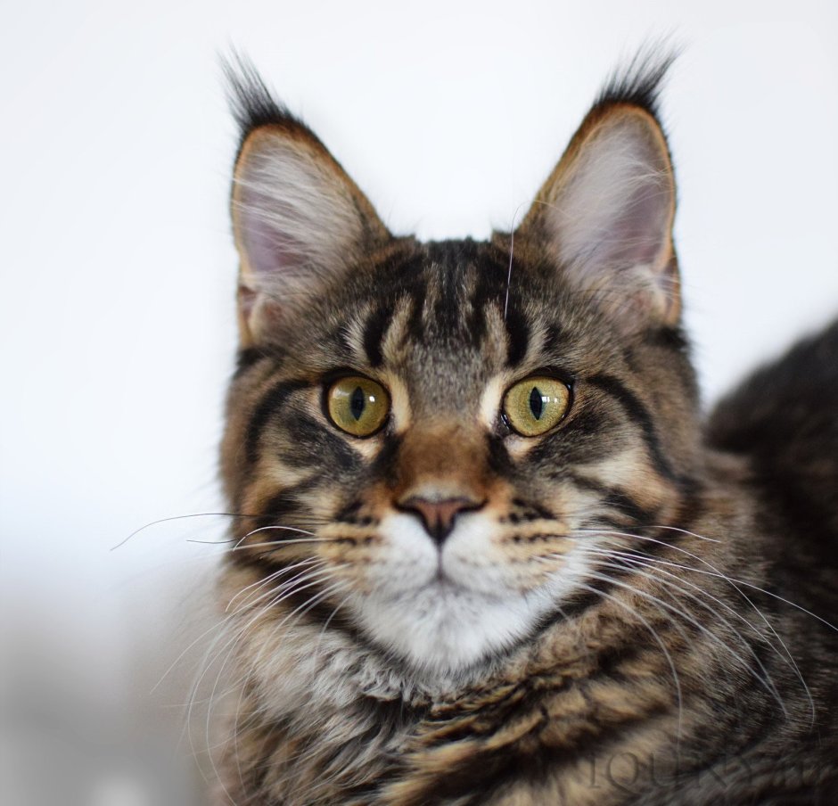 Кот Рысь Мейн кун