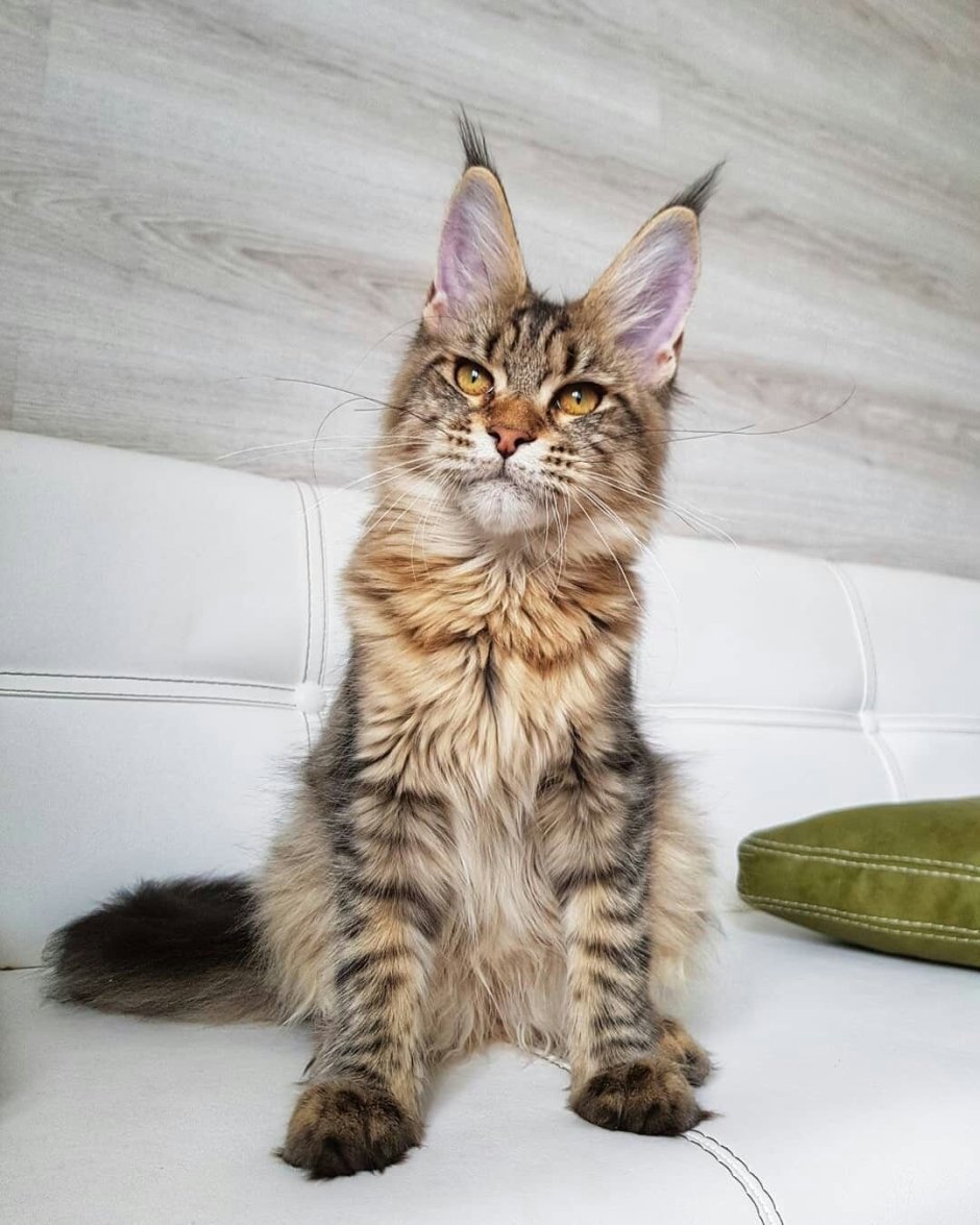 Кошка-Рысь порода Мейн кун