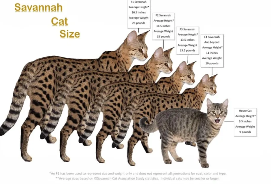 Саванна кошка Размеры и вес