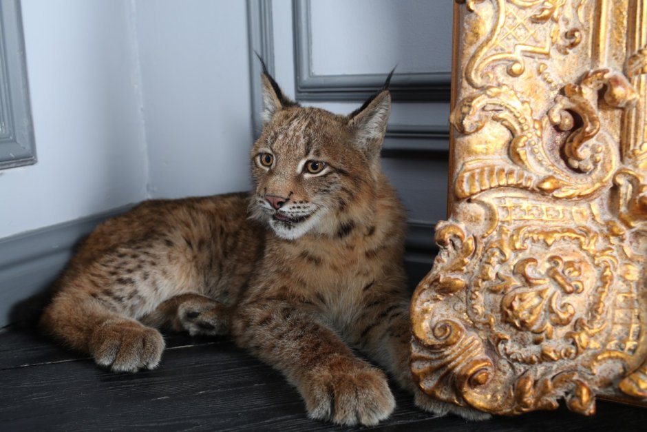 Карликовая Рысь