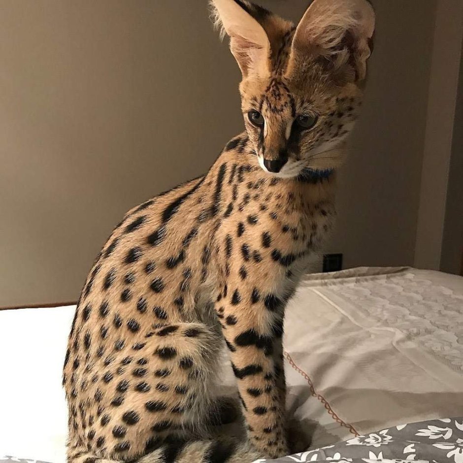 Кошка Саванна и сервал