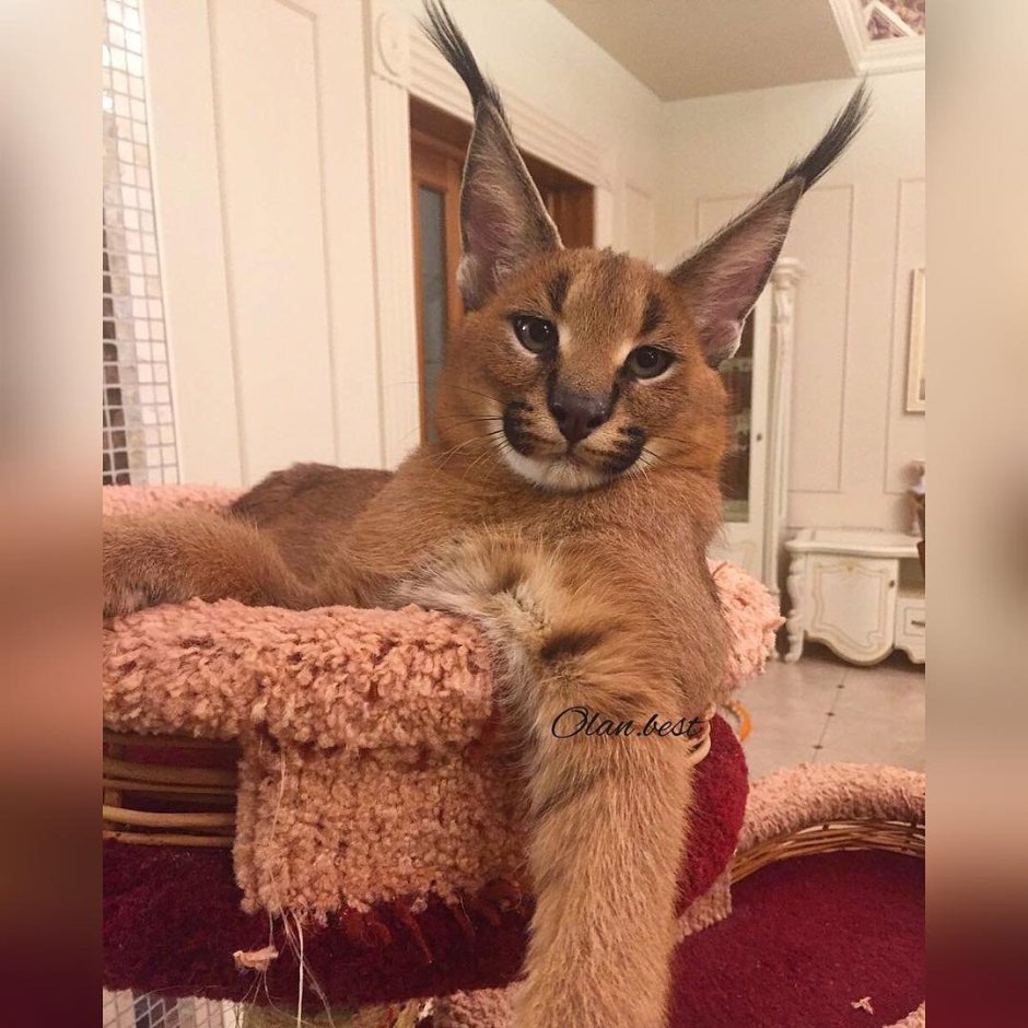 Каракет Абиссинская кошка