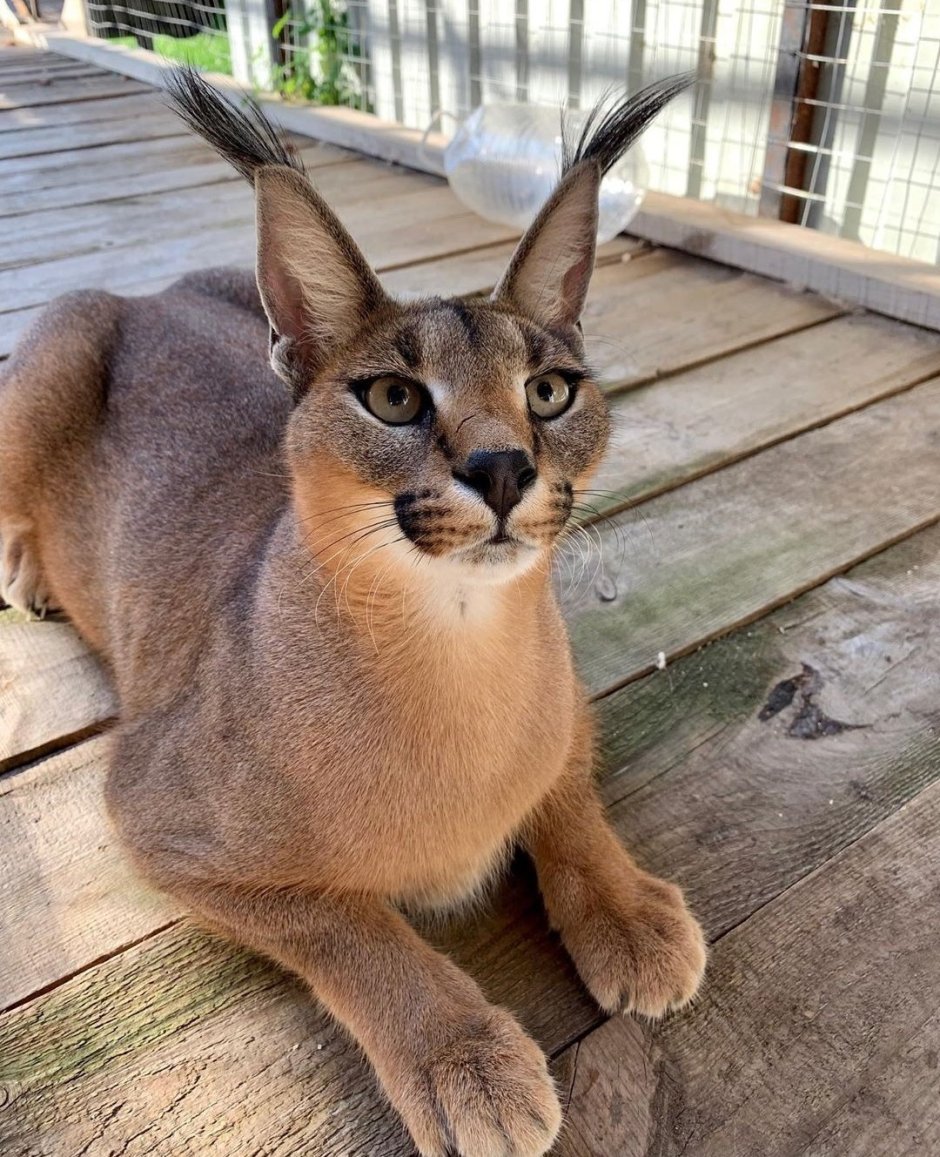Сервал, Саванна, чаузи,каракал