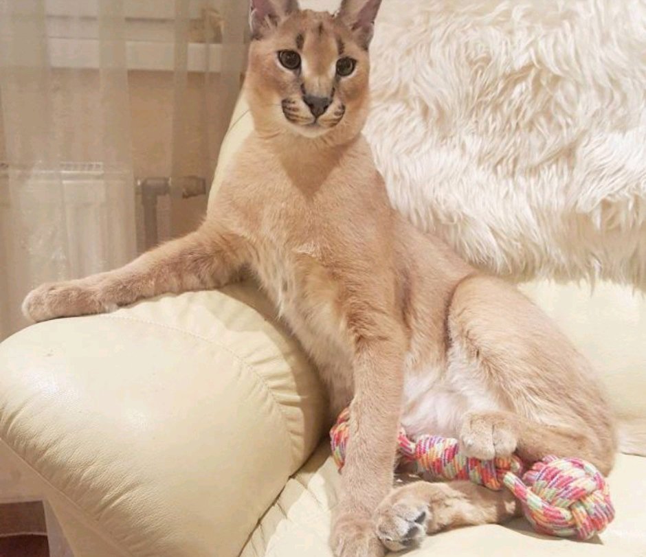 Каракал и каракет