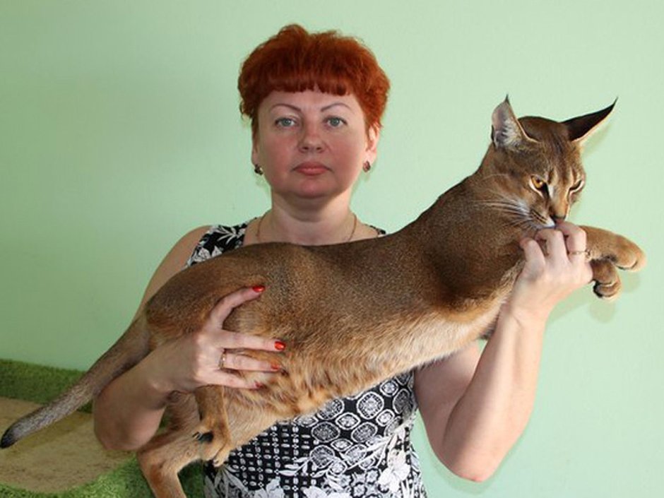 Юлия Щедрина фелинолог