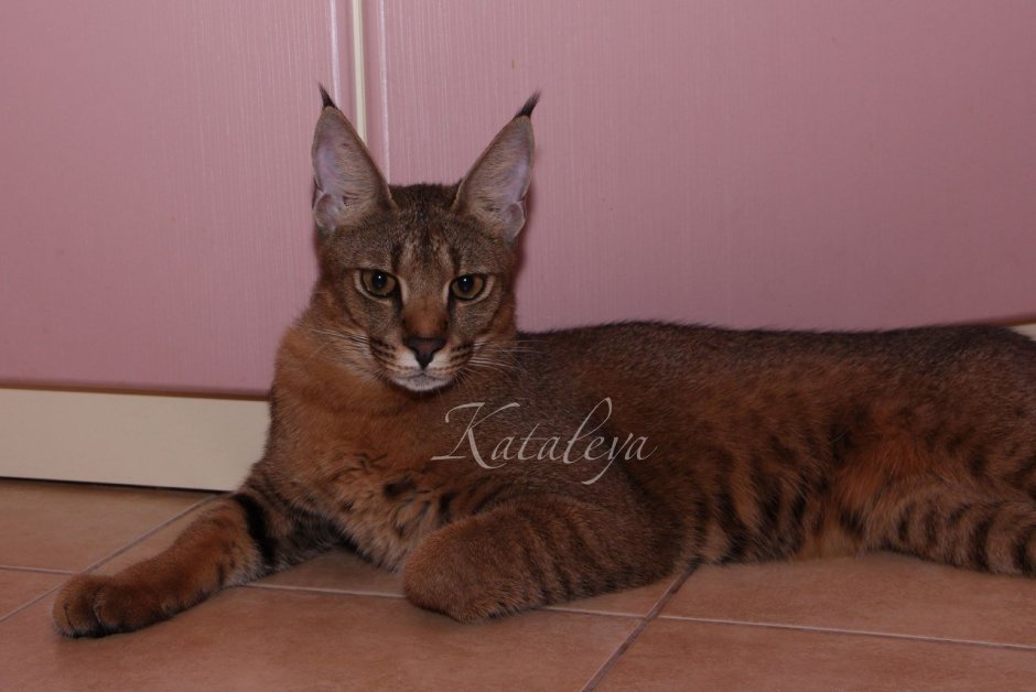 Кошка Рысь порода Абиссинская