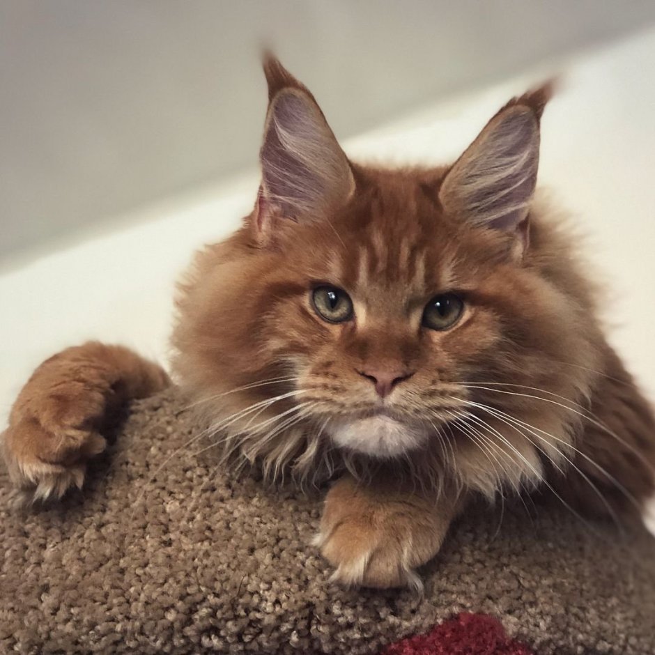 Лесной Мейн кун рыжий