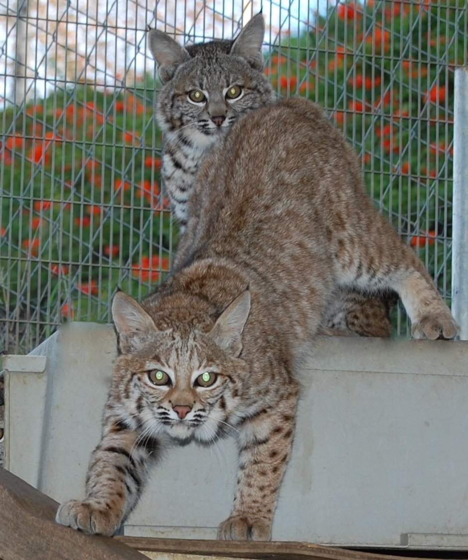 Кот скрещенный с рысью