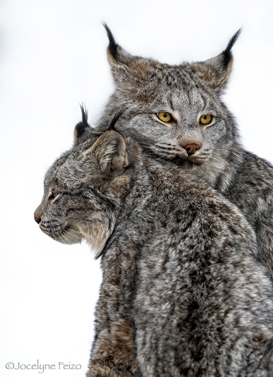 Рысь и Мейн кун