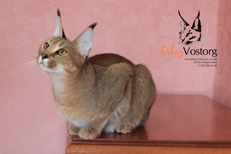 Каракет кошка Краснодарский питомник