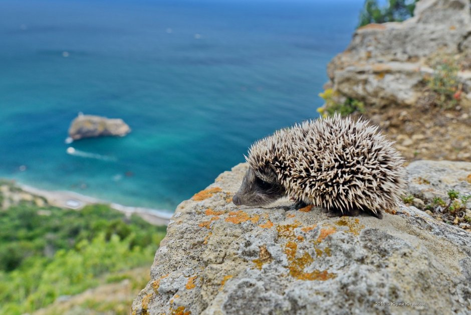 Утриш морской еж