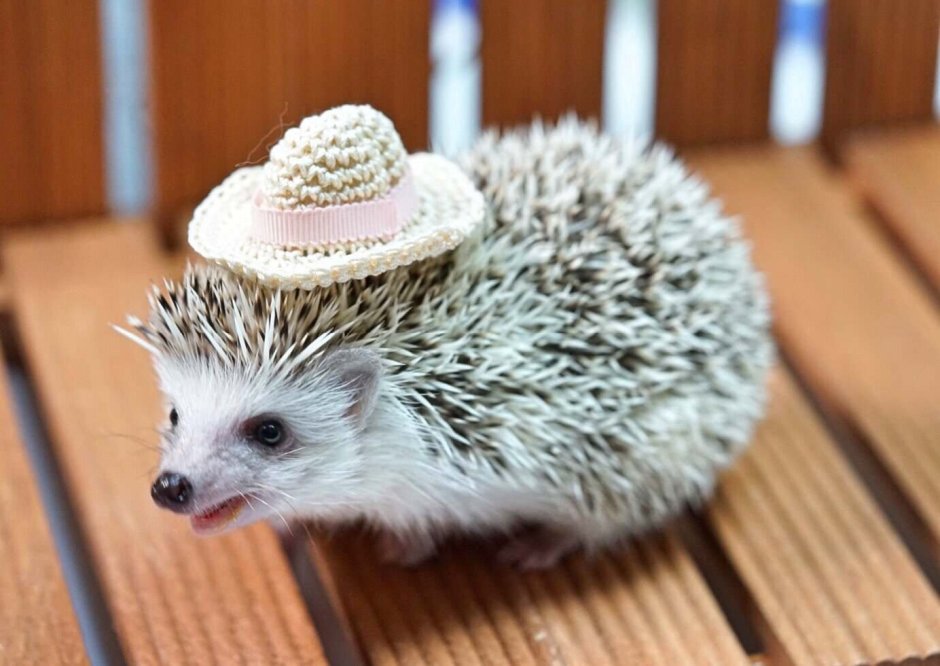 Крымский ежик