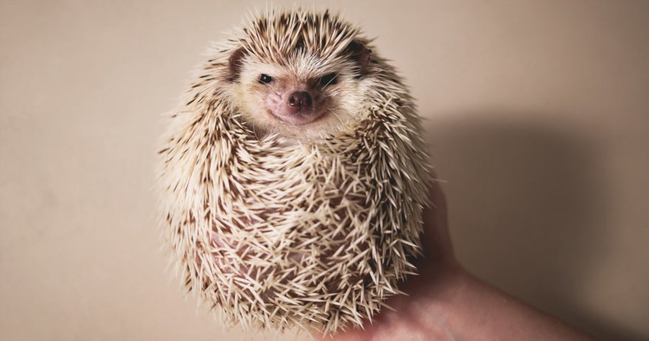 Недовольный Ежик