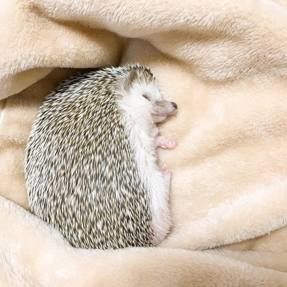 Ежик спит