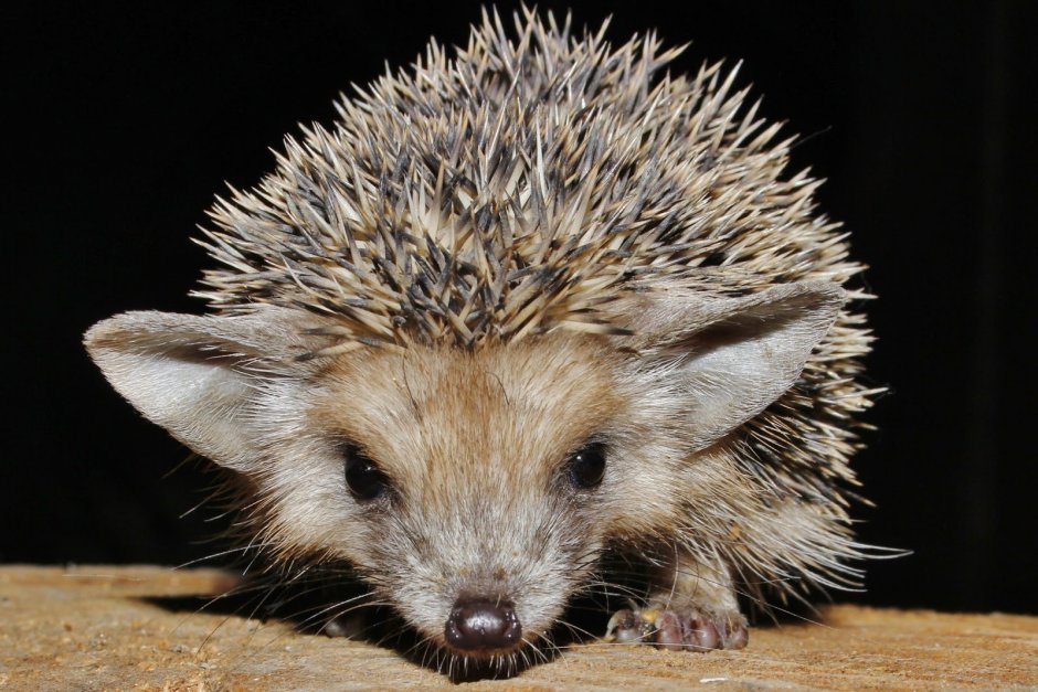 Еж Ушастый Hemiechinus auritus