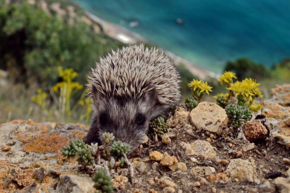 Ежики на Урале