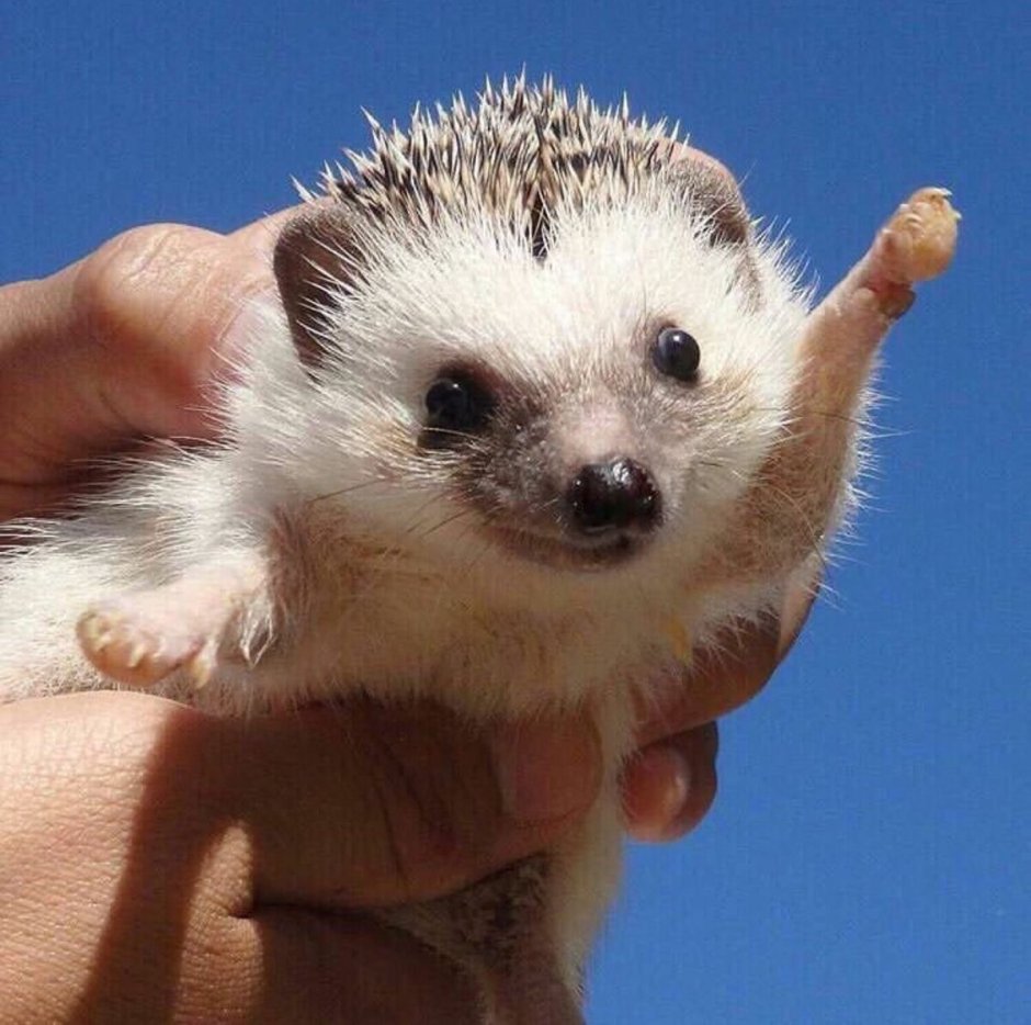 Ёжики милашки