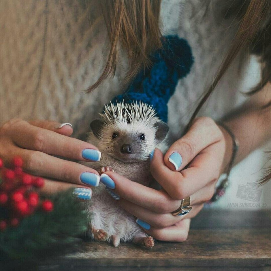 Фотосессия с ежом