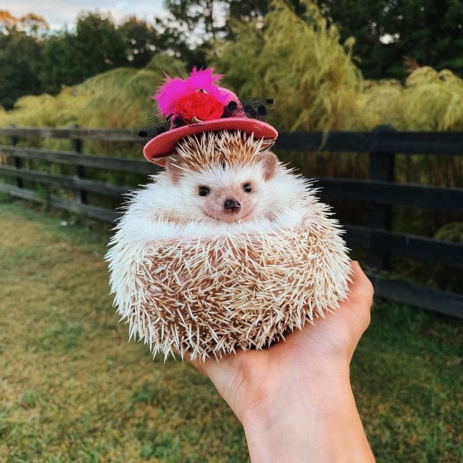 Пушистый Ежик