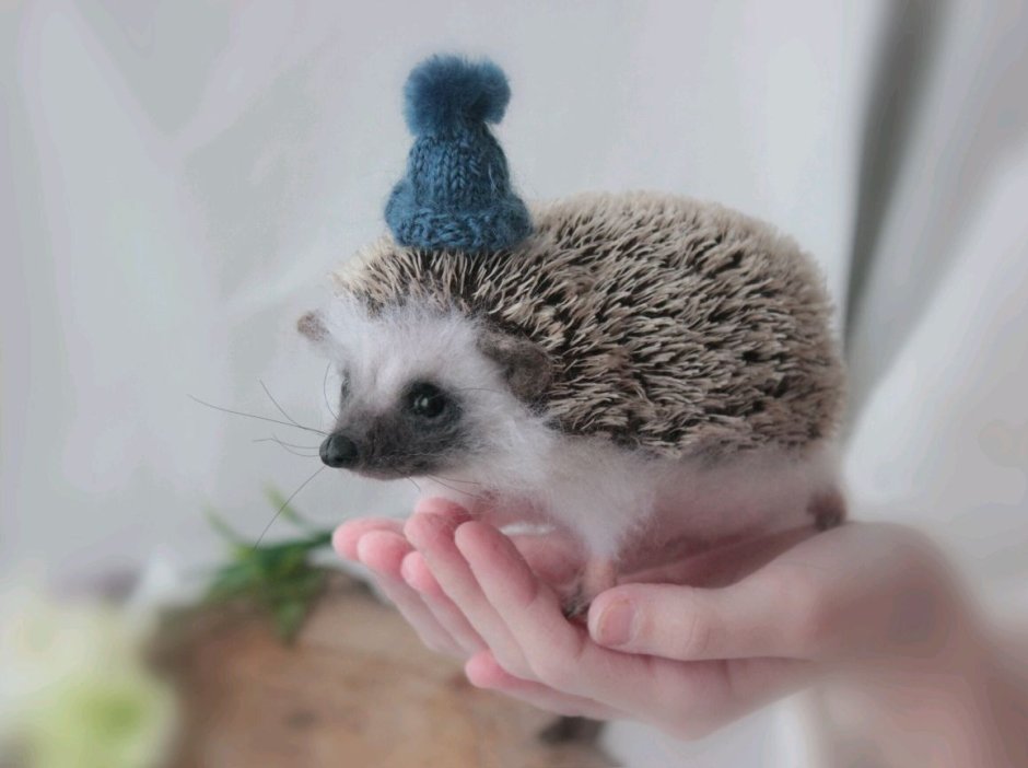 Еж в шапочке