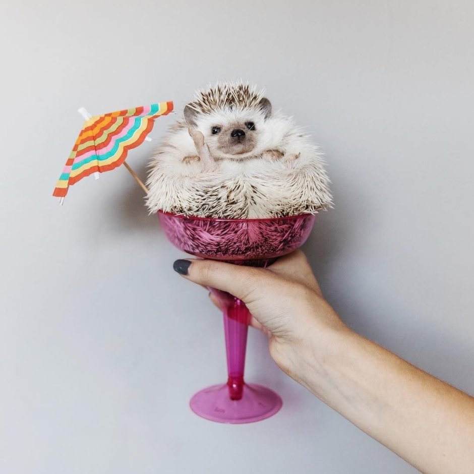 Ежик с мороженым