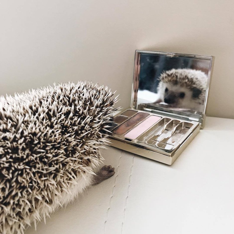 Ежонок доброе утро