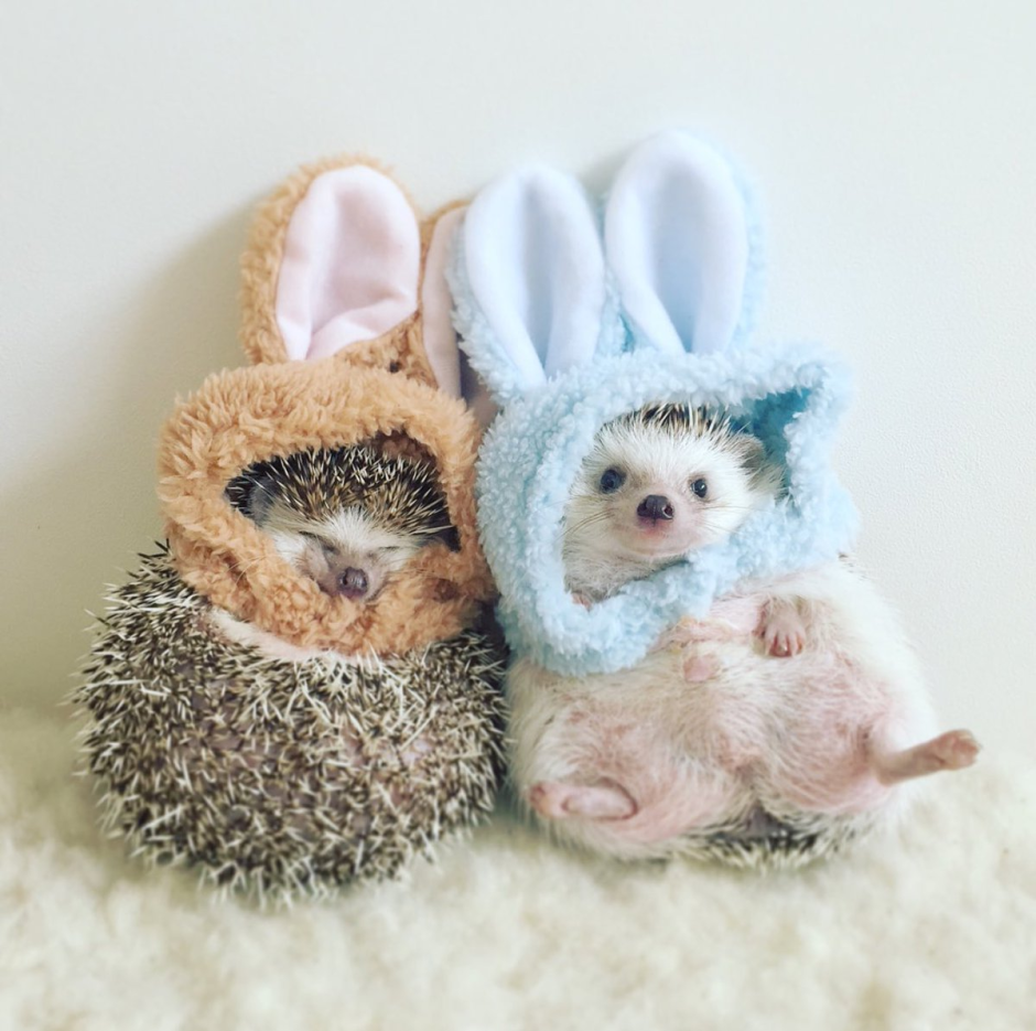 Милые Ёжики в костюмах