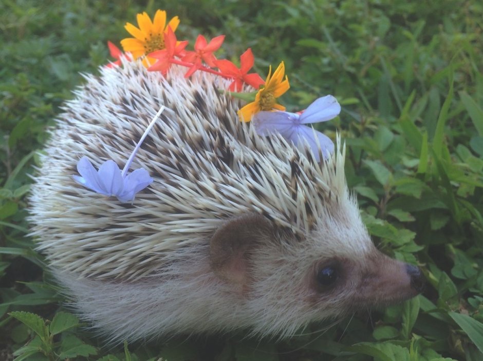 Ежик Лисичкин