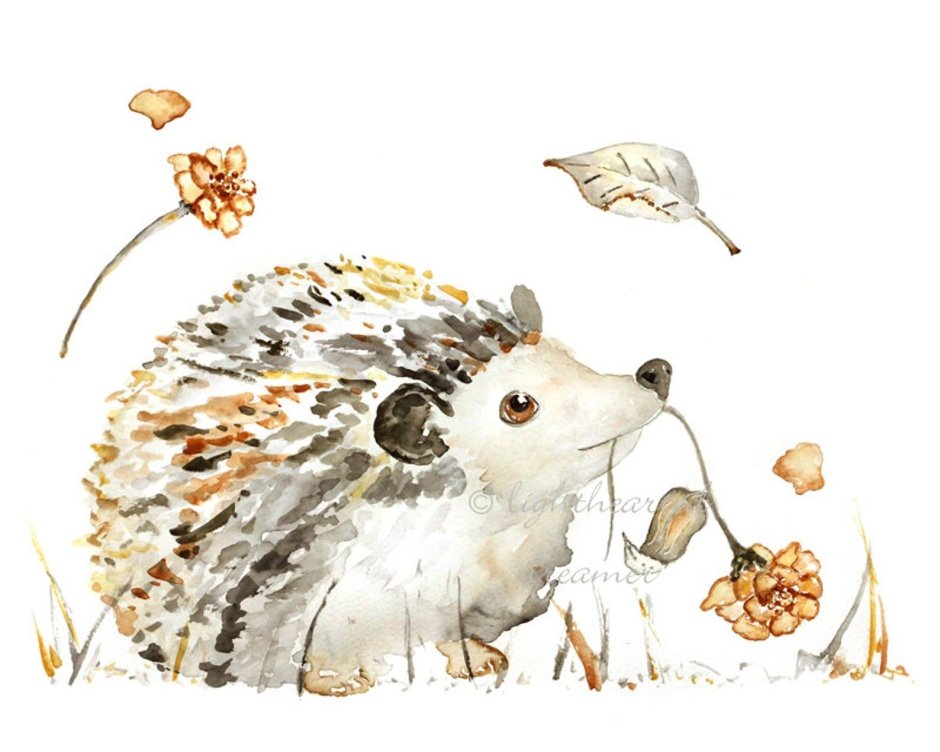 Еж акварель на прозрачном фоне