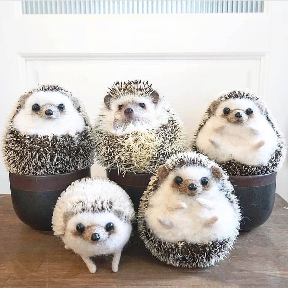 Семейка ежей