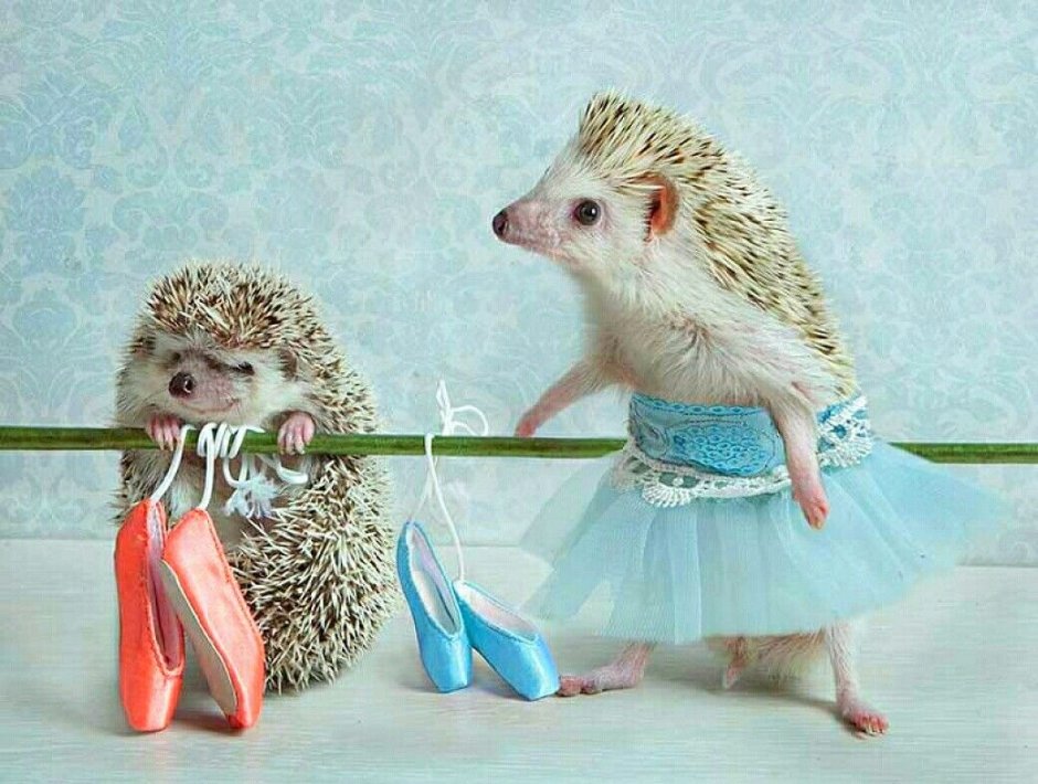 Ежик в платье