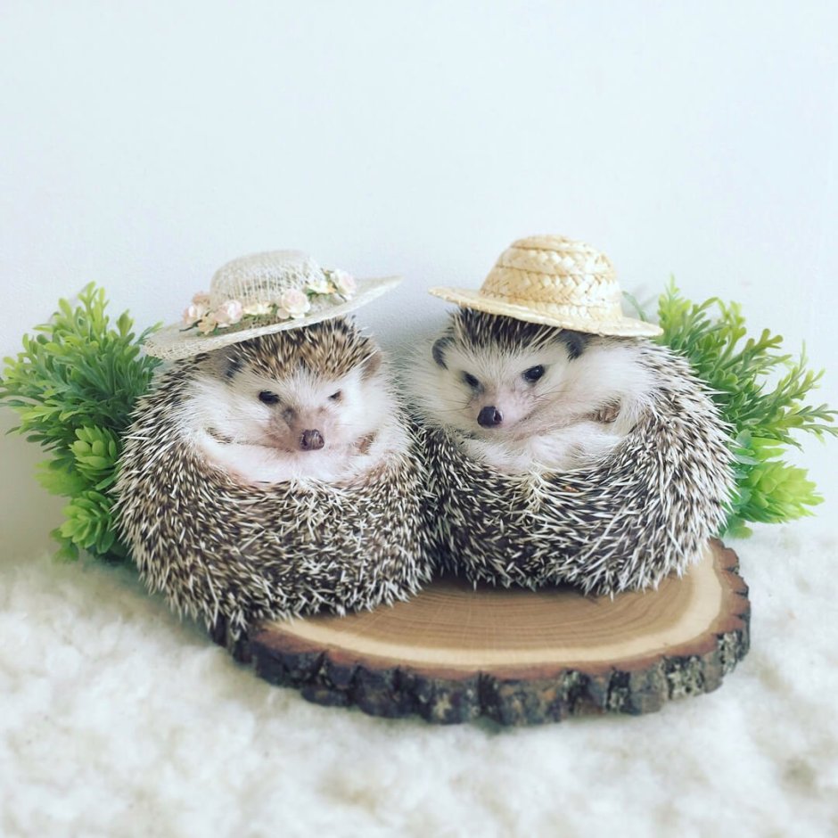 Влюбленные ежики