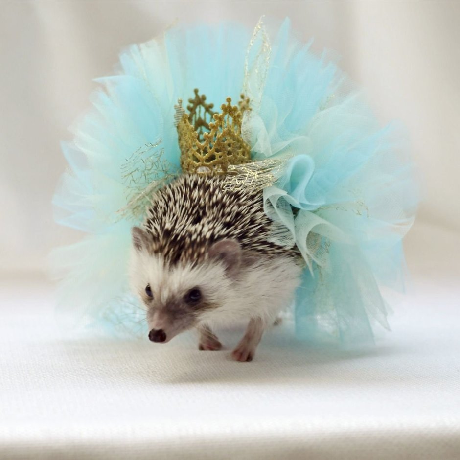 Еж в короне